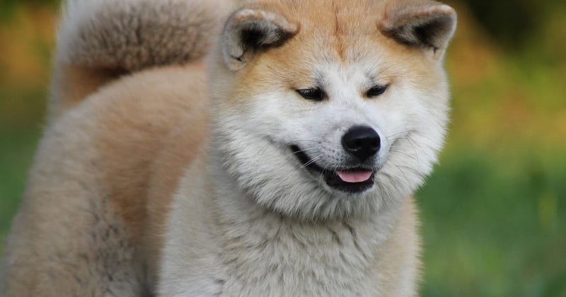 Akita Inu: Der treue Beschützer aus Japan – Charakter, Haltung & Pflege