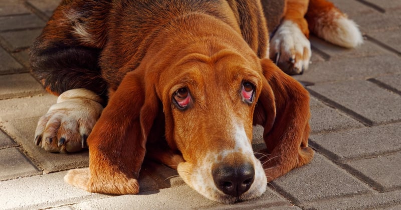 Basset Hound: Charakter, Haltung & Pflege – Der treue Begleiter mit Herz