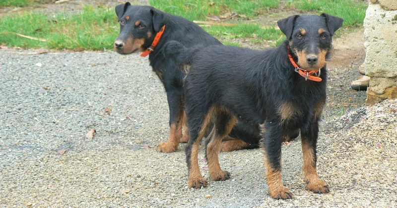 Rotpunktvisier Jagd: Rot oder Grün?